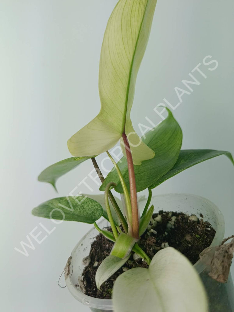 Philodendron florida ghost