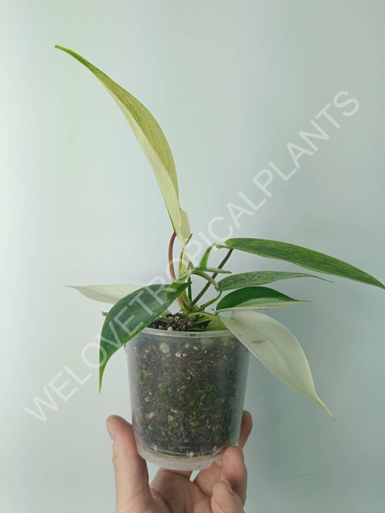 Philodendron florida ghost