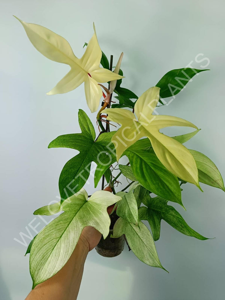 Philodendron florida ghost