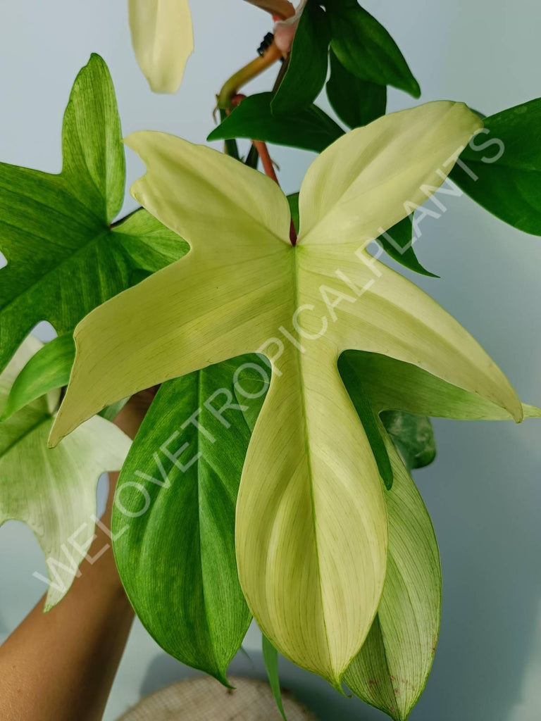 Philodendron florida ghost