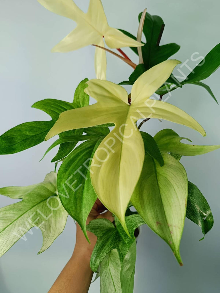 Philodendron florida ghost