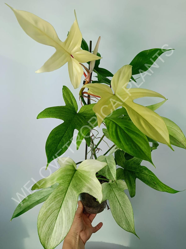 Philodendron florida ghost