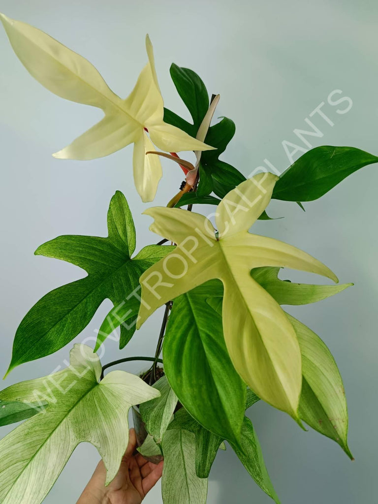 Philodendron florida ghost