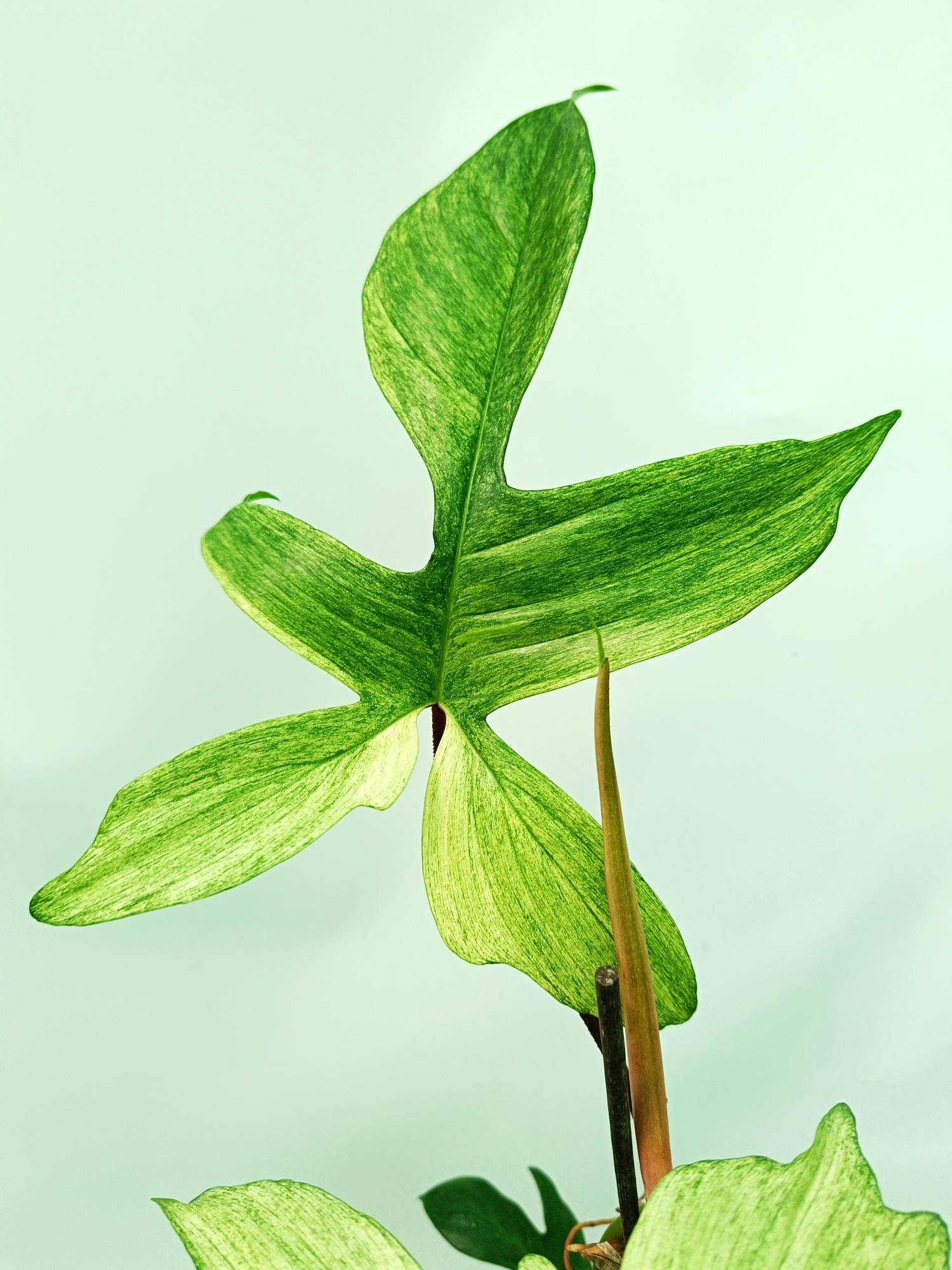 philodendron florida ghost for sale Philodendron florida ghost XL