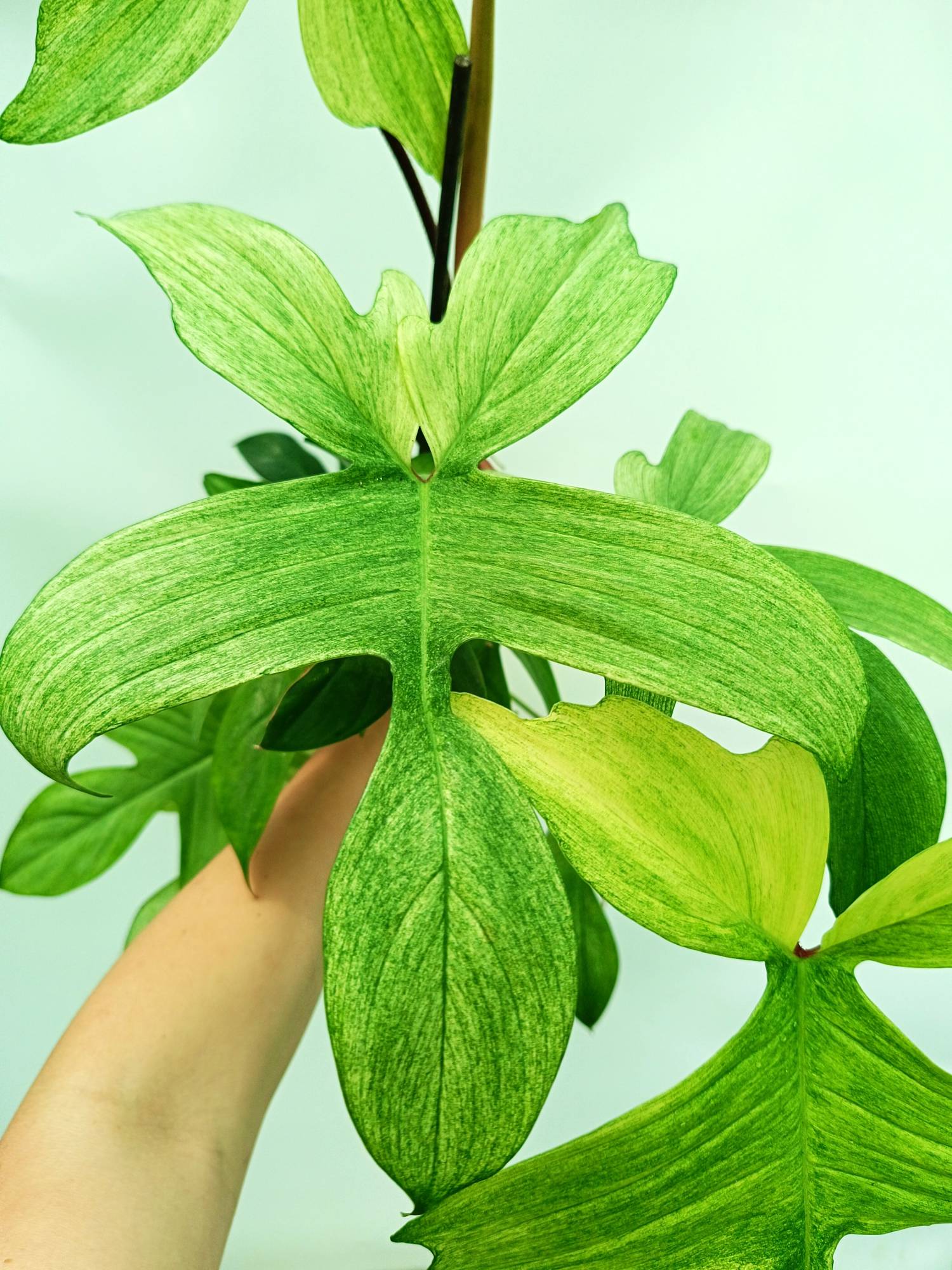 philodendron florida ghost for sale Philodendron florida ghost XL