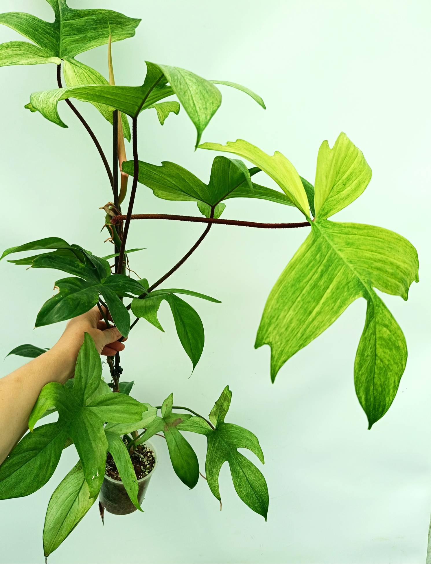 philodendron florida beauty vs ghost Philodendron florida ghost XL