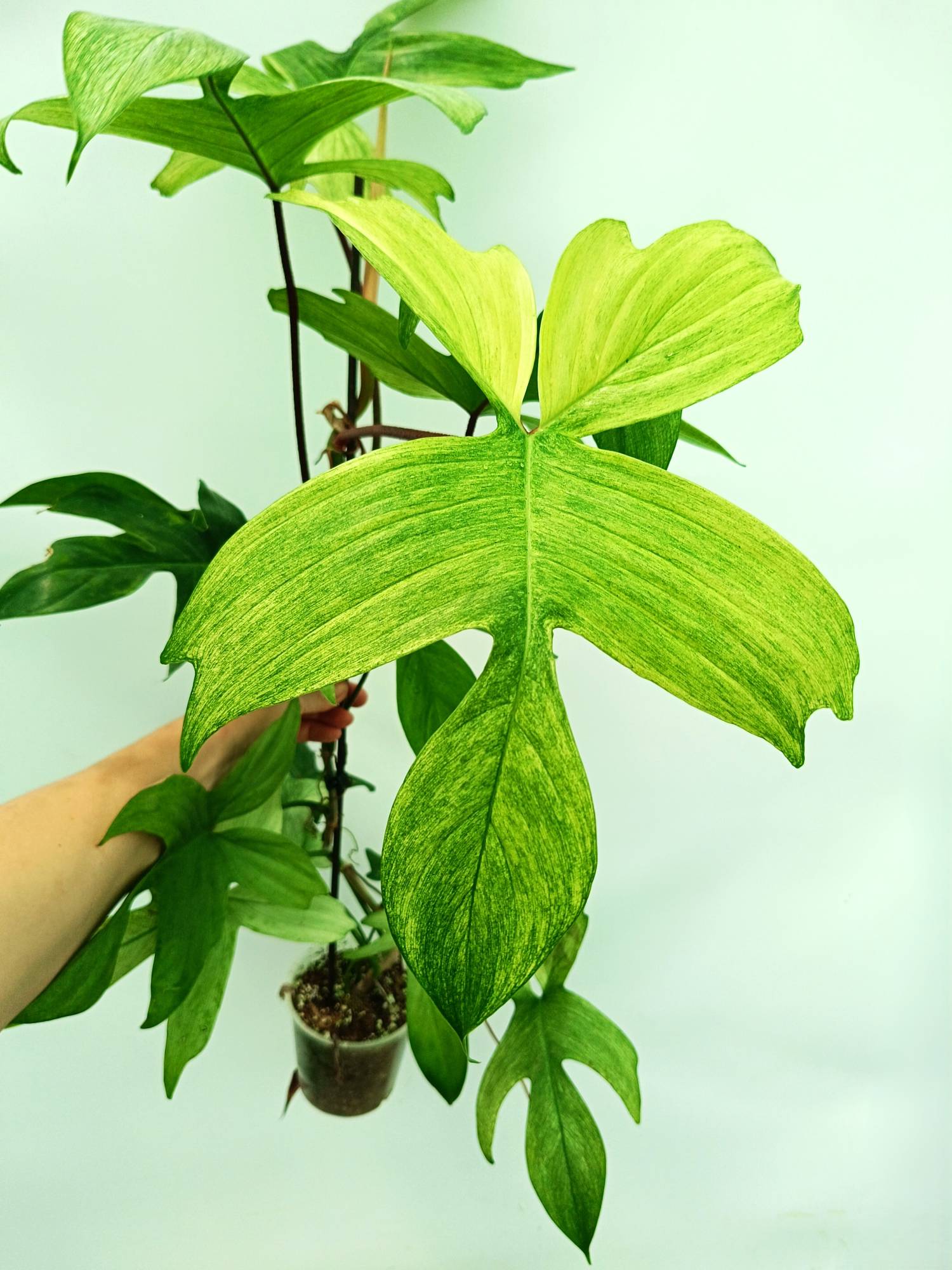 florida ghost philodendron Philodendron florida ghost XL