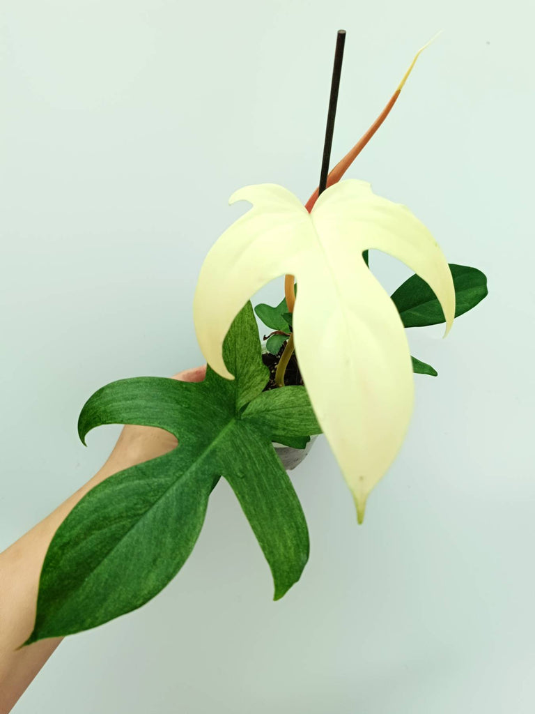 Philodendron florida ghost