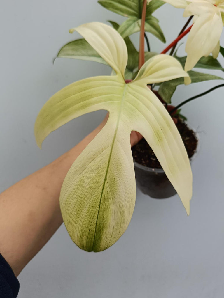 Philodendron florida ghost