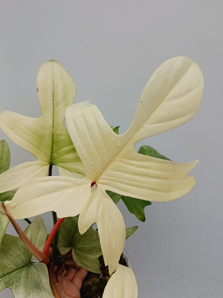 Philodendron florida ghost