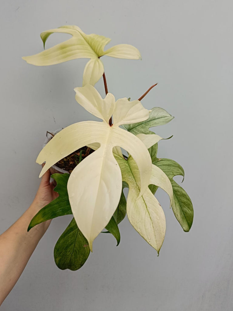 Philodendron florida ghost