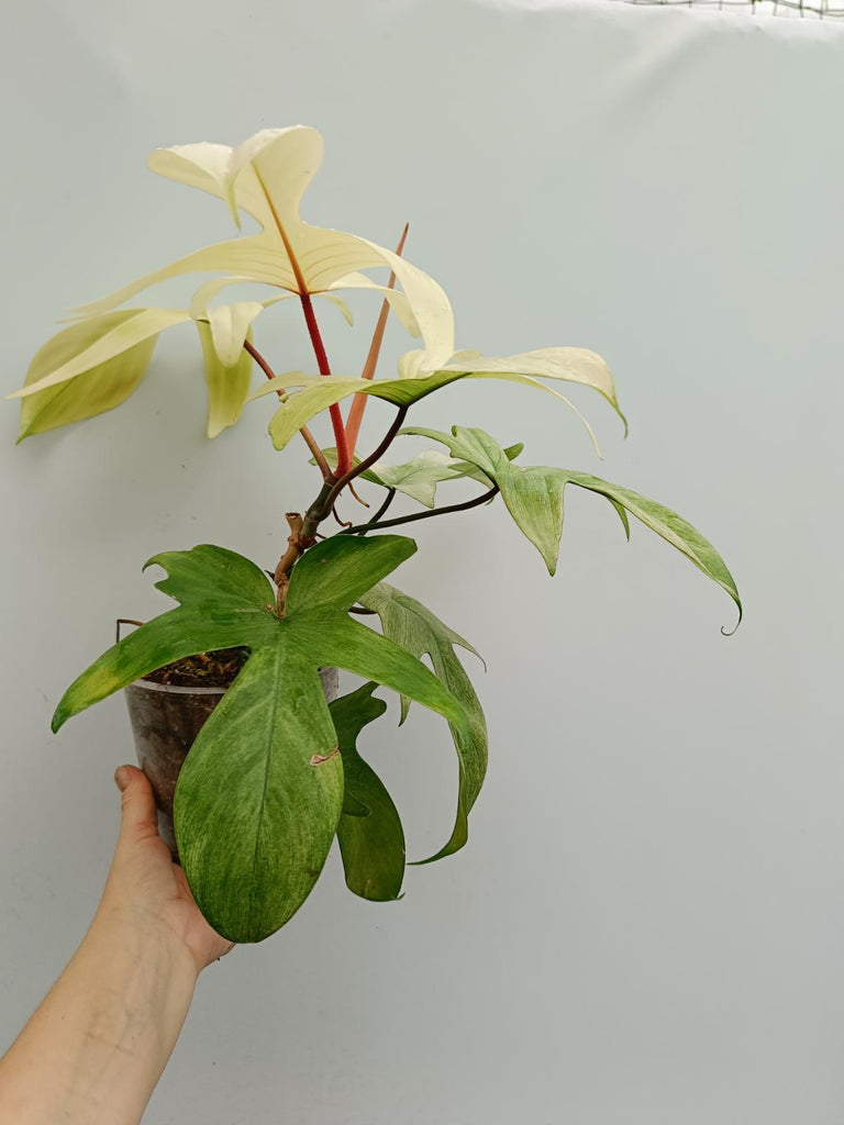 Philodendron florida ghost