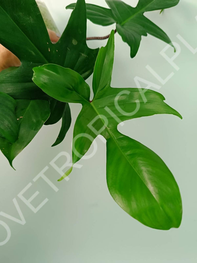 Philodendron florida green