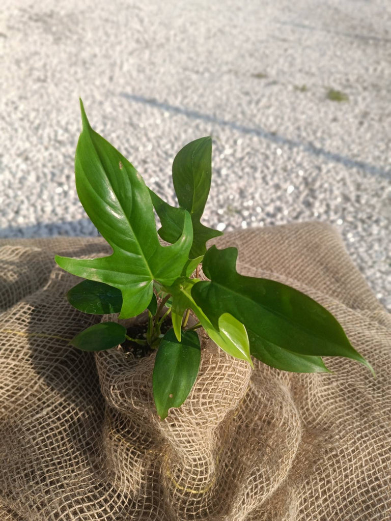 Philodendron florida green