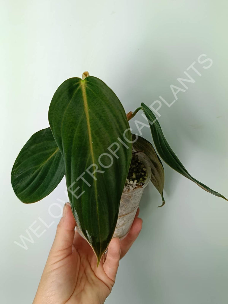 Philodendron gigas