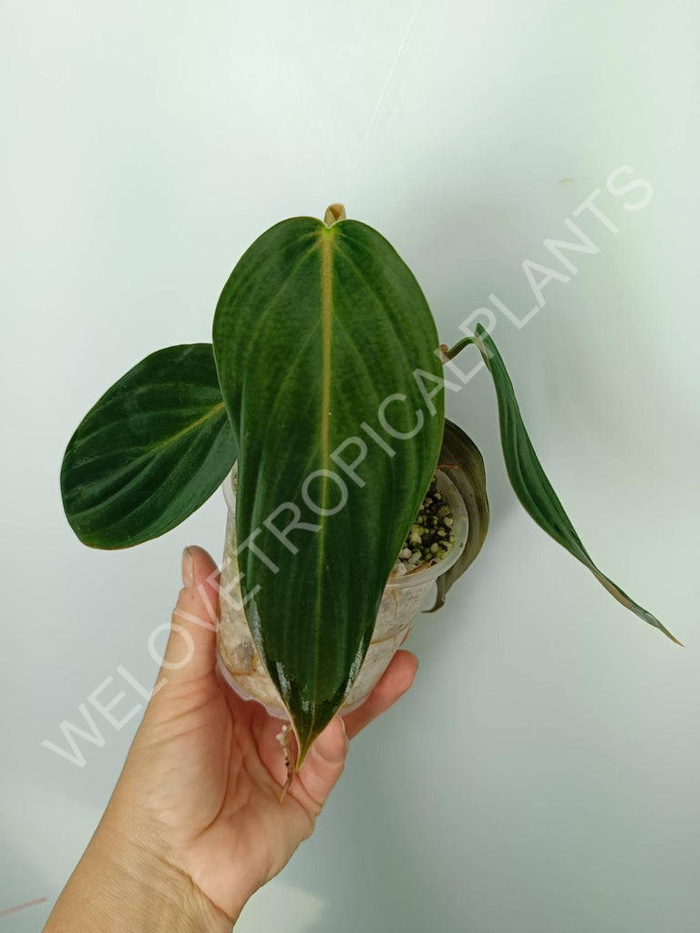 Philodendron gigas