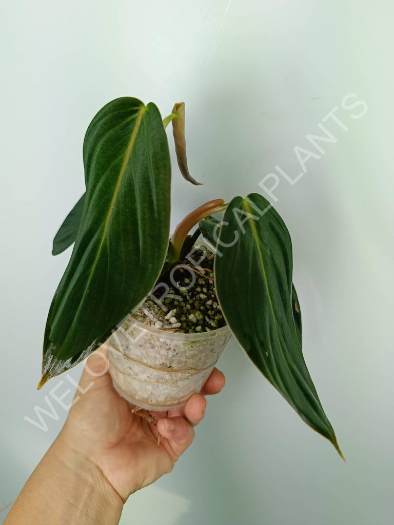 Philodendron gigas