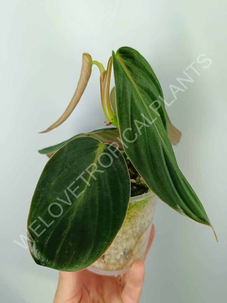 Philodendron gigas