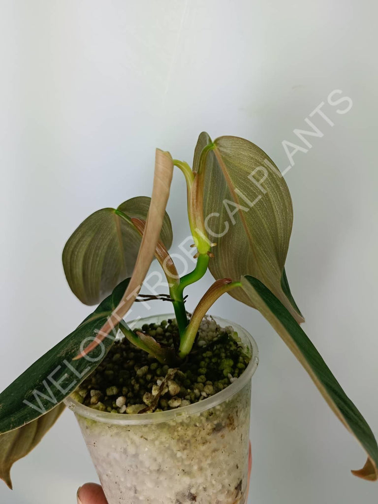 Philodendron gigas