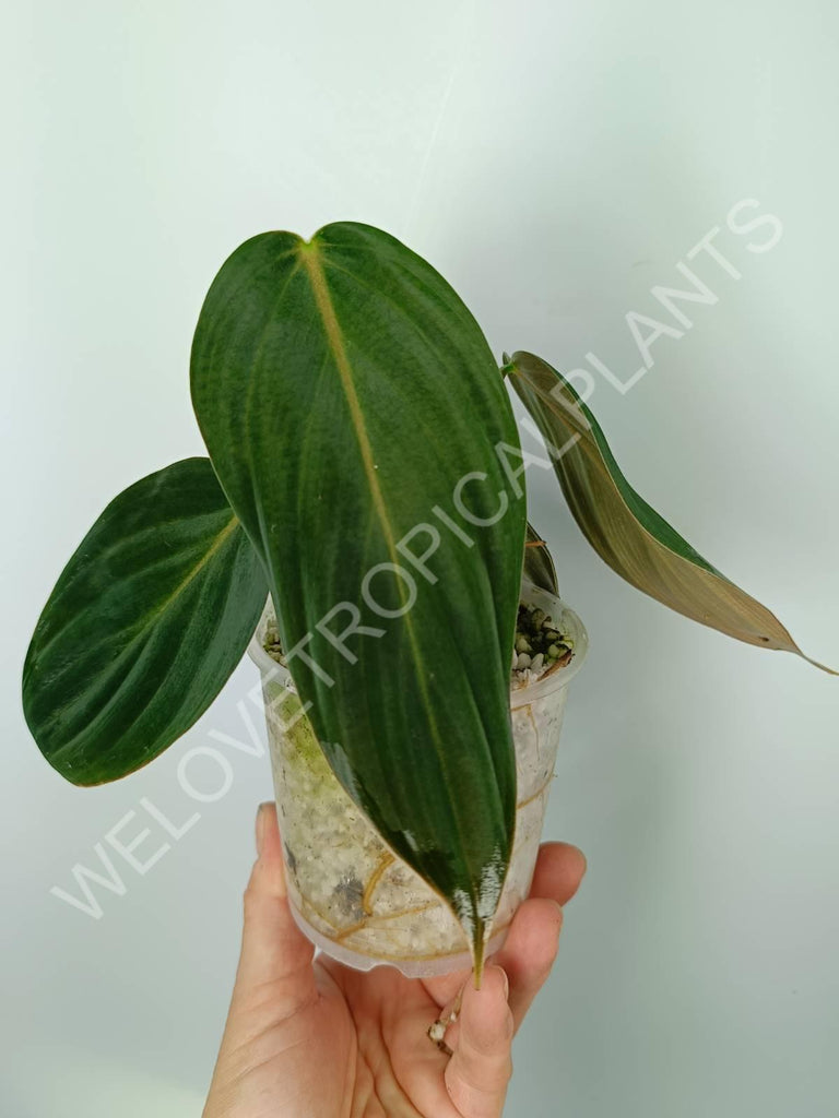 Philodendron gigas