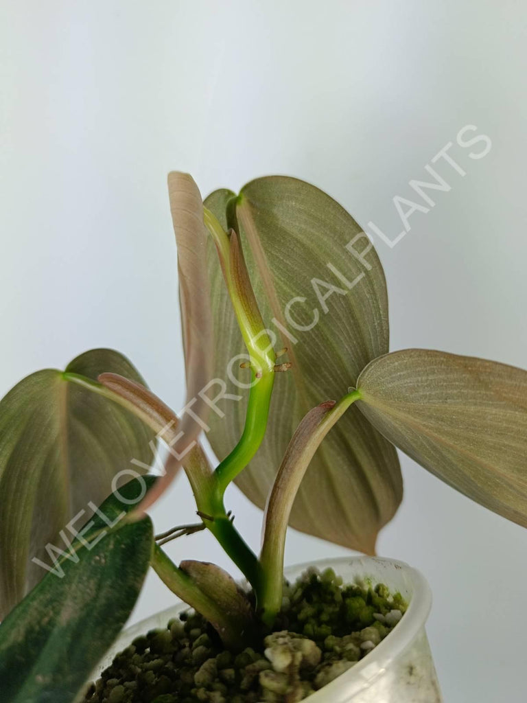 Philodendron gigas