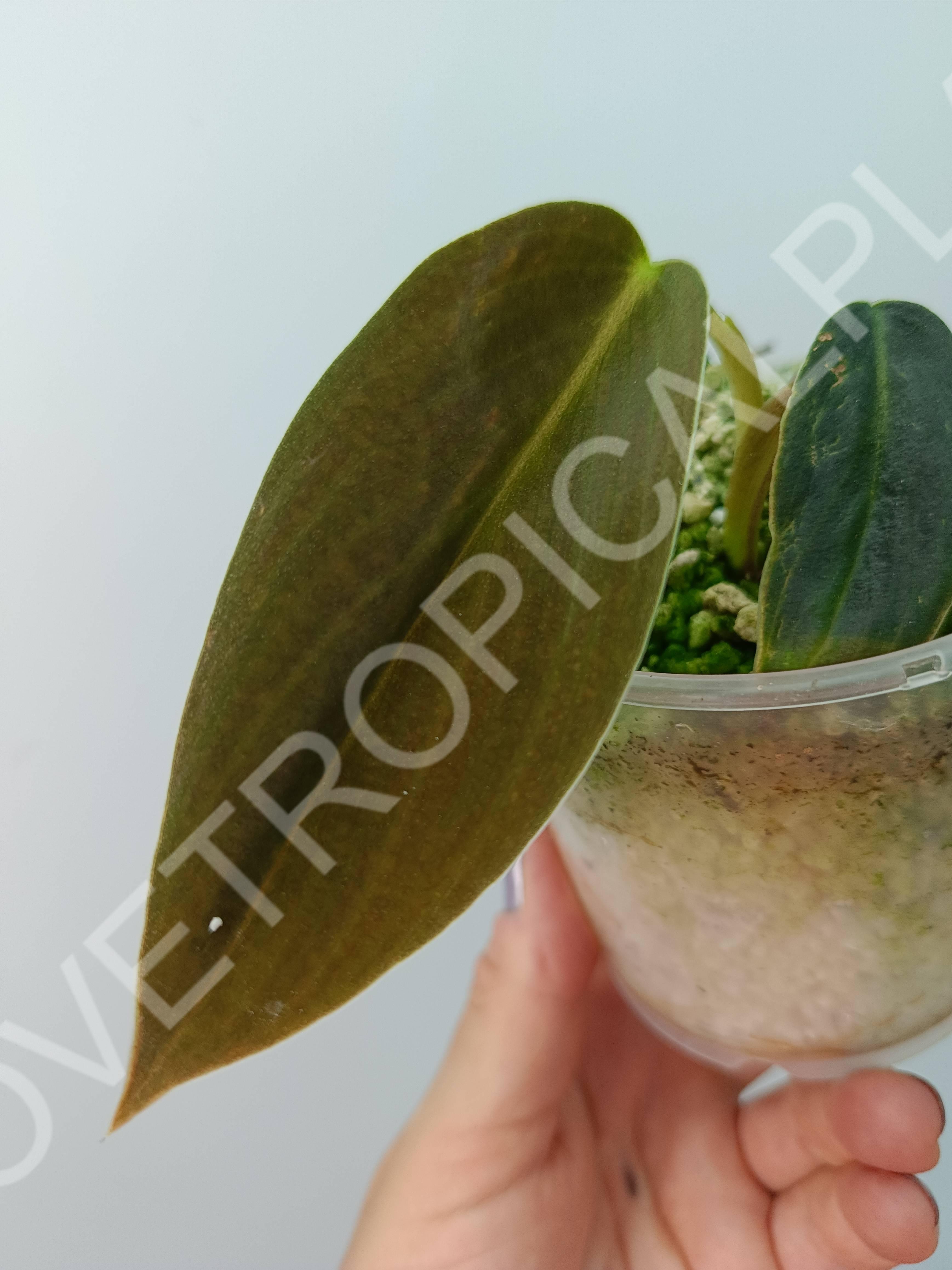 Philodendron gigas