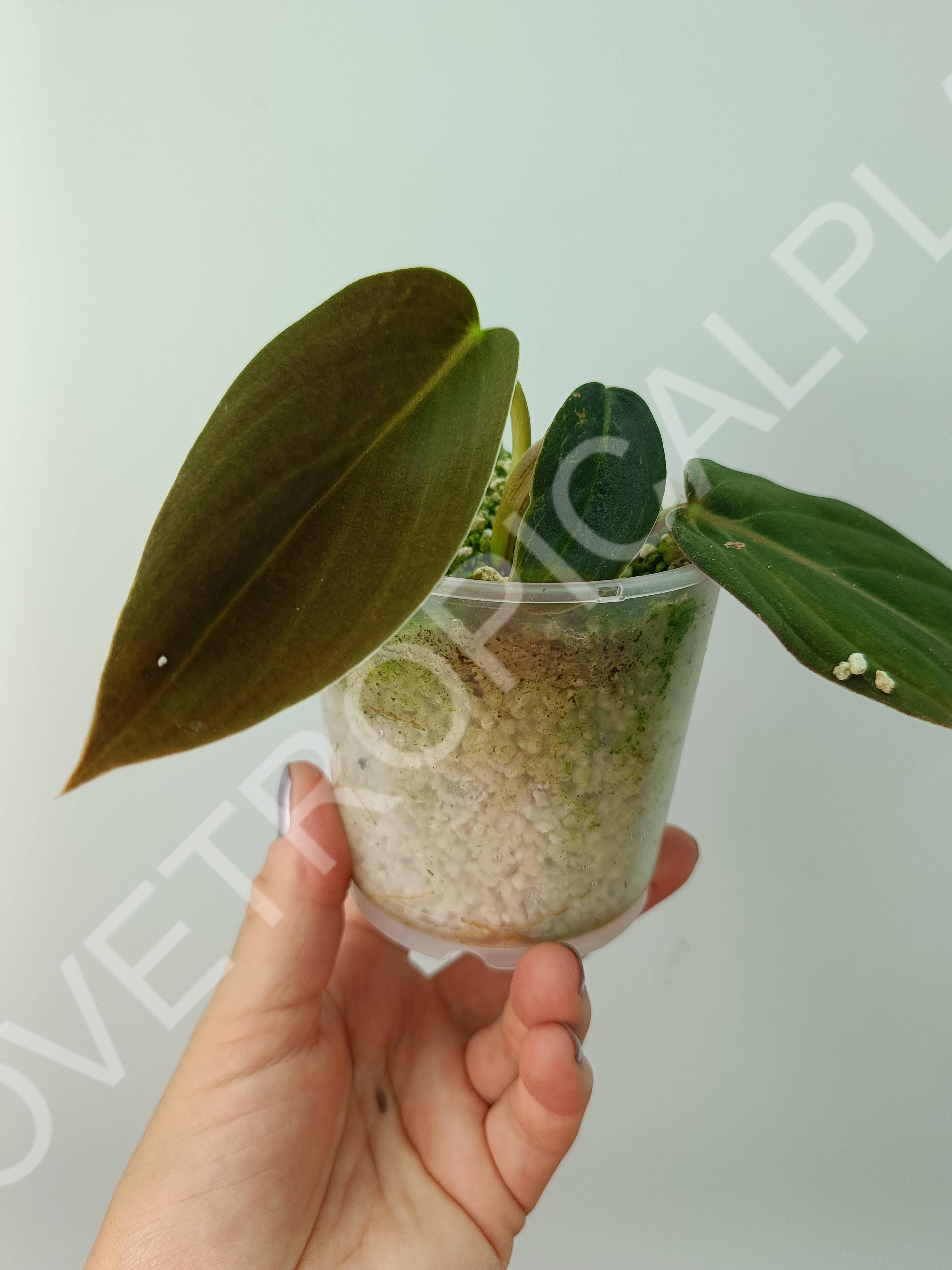 Philodendron gigas