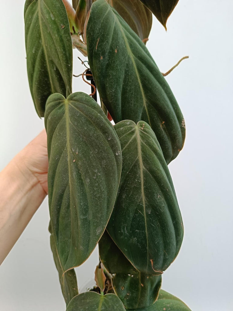 Philodendron gigas