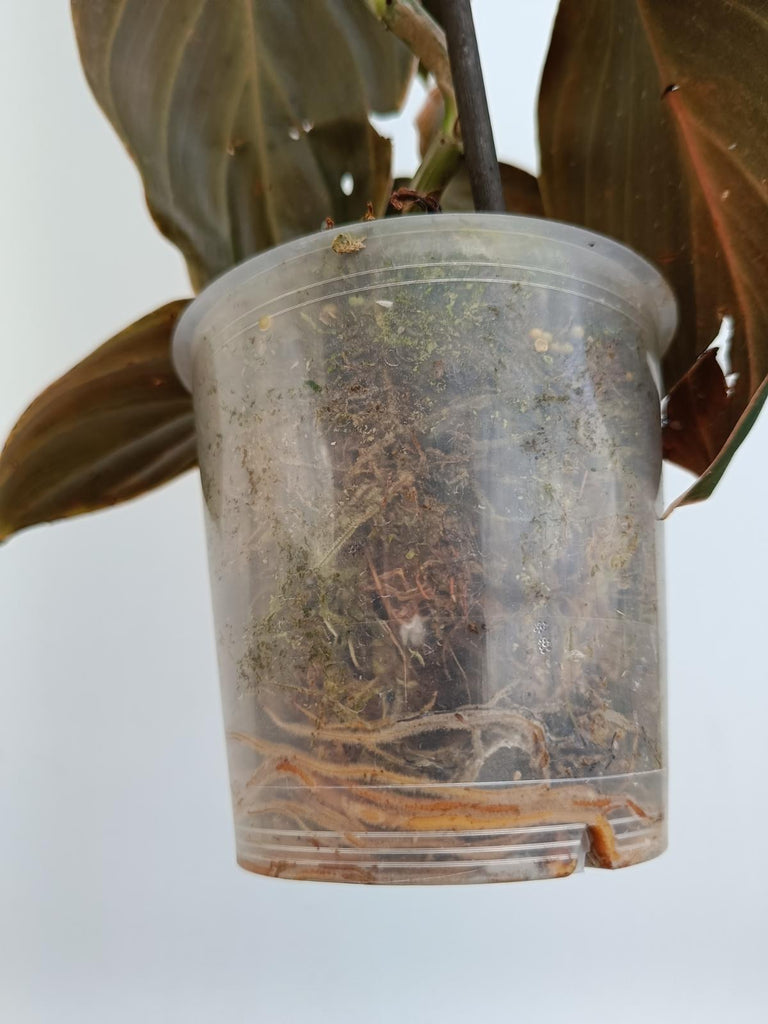 Philodendron gigas