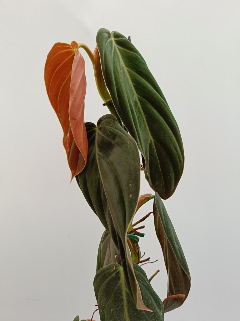 Philodendron gigas