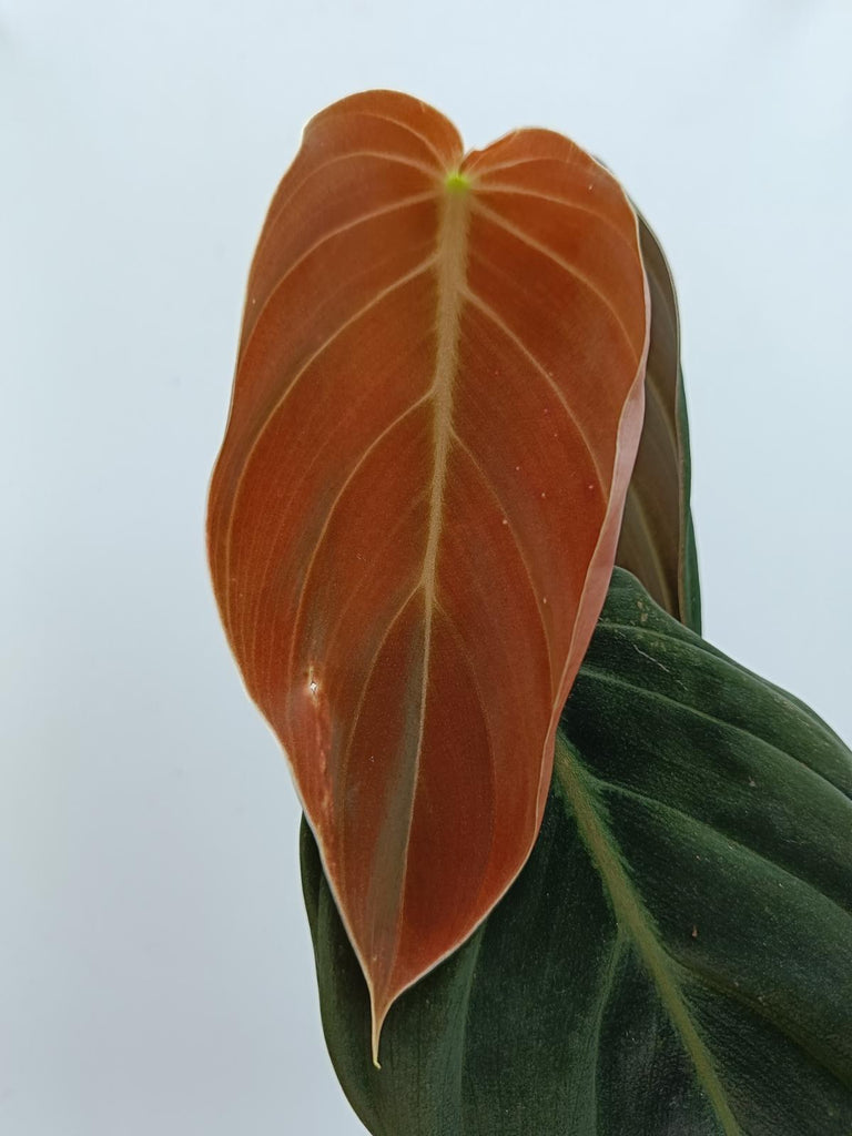 Philodendron gigas