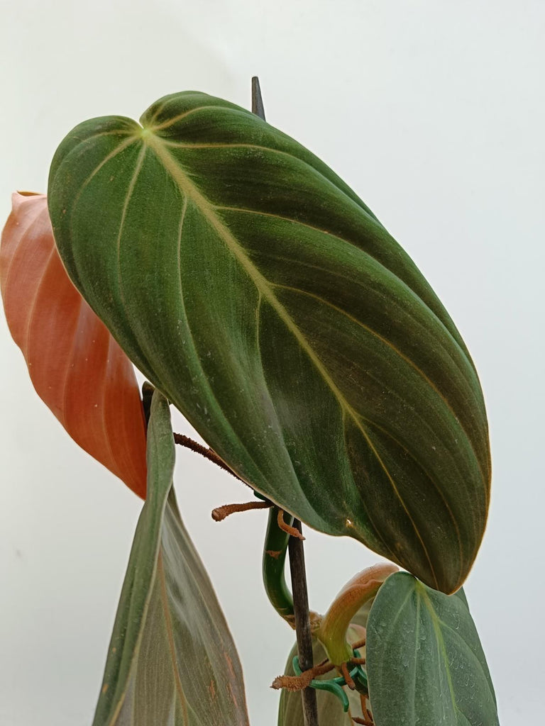 Philodendron gigas