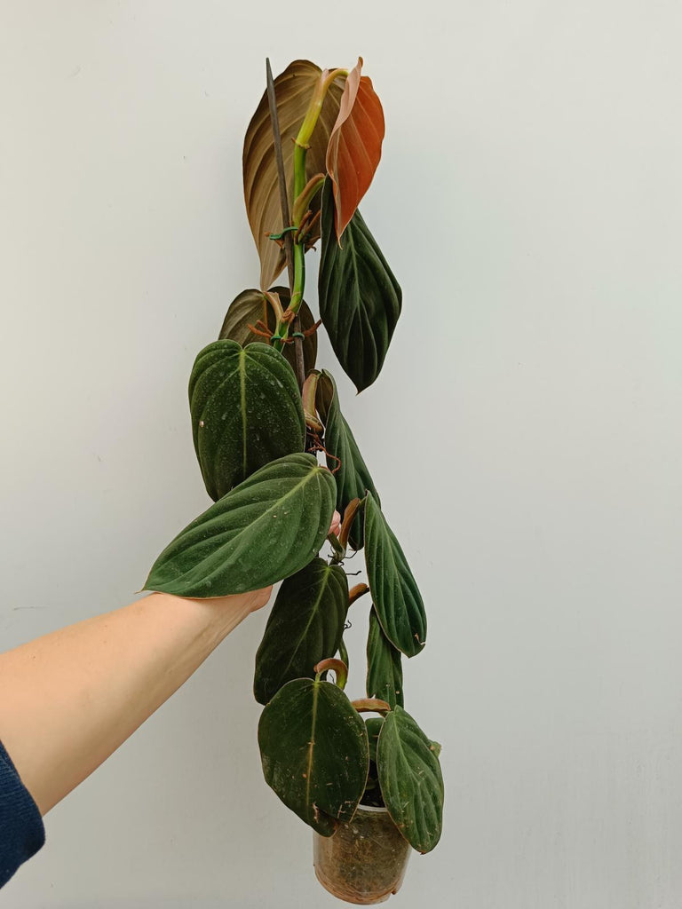 Philodendron gigas