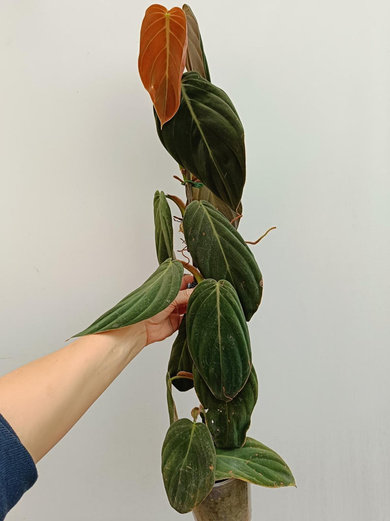 Philodendron gigas