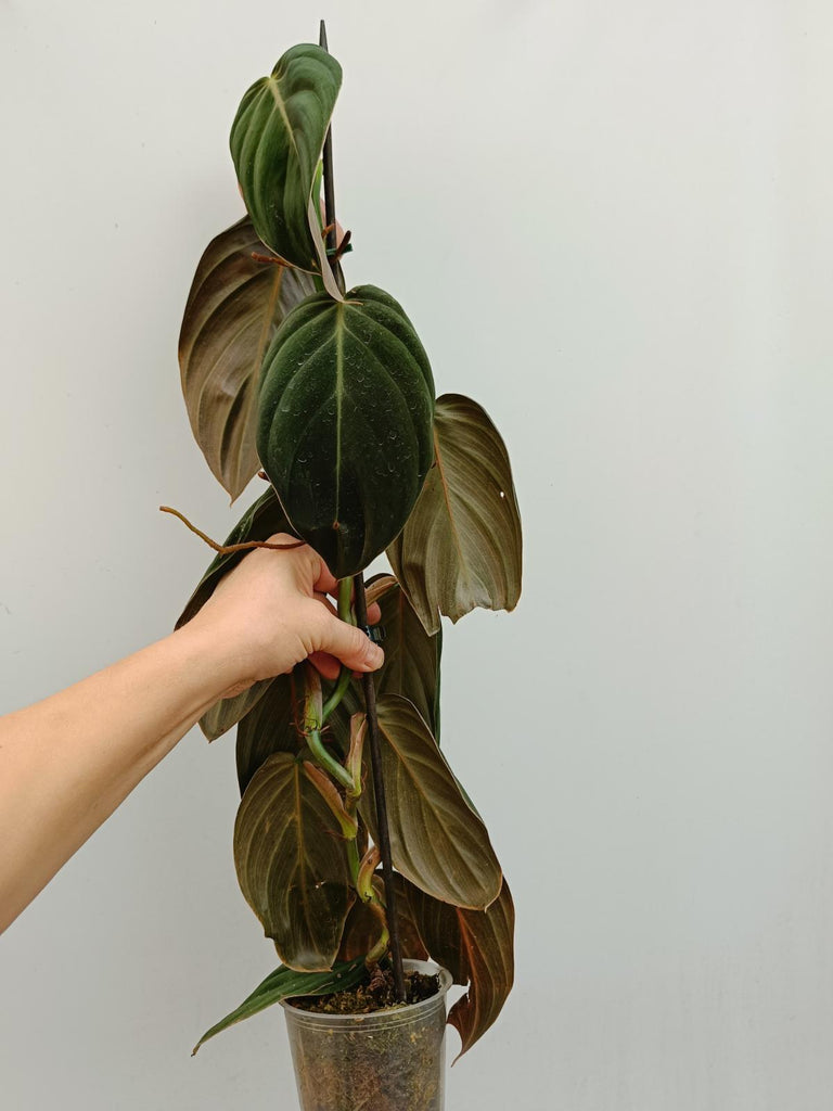 Philodendron gigas