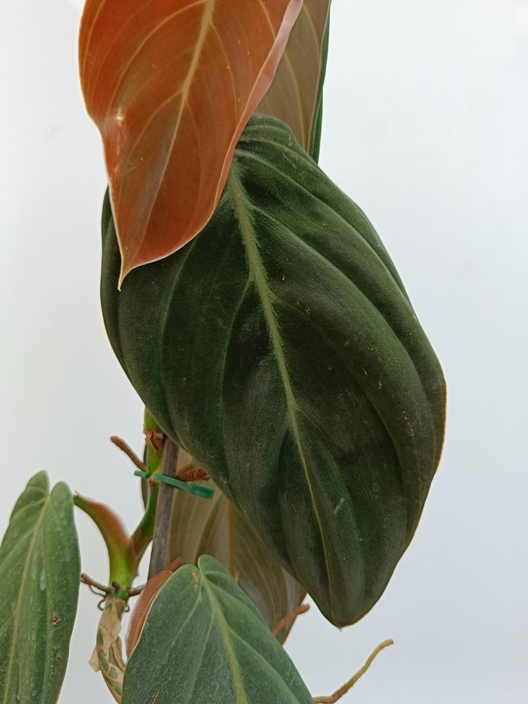 Philodendron gigas