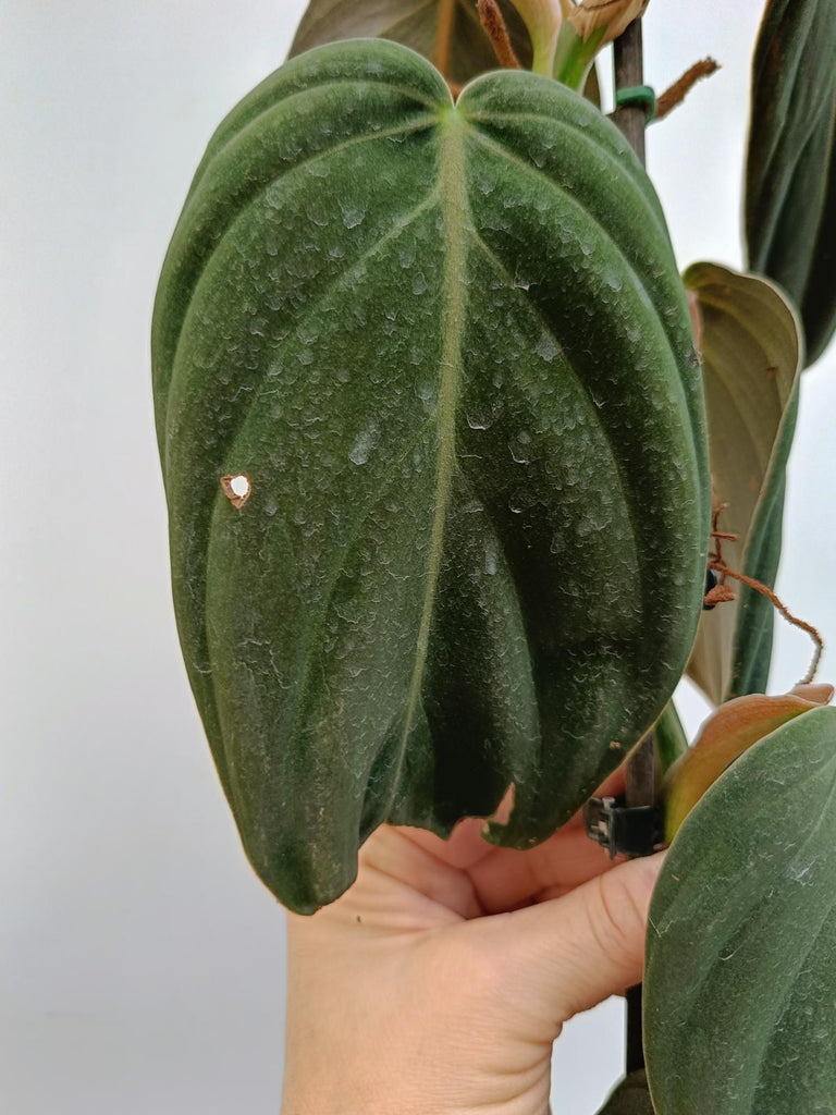 Philodendron gigas