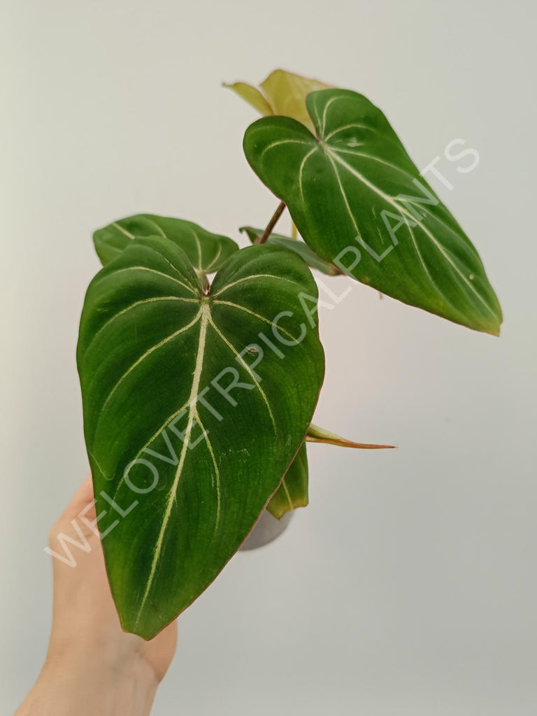 Philodendron gloriosum