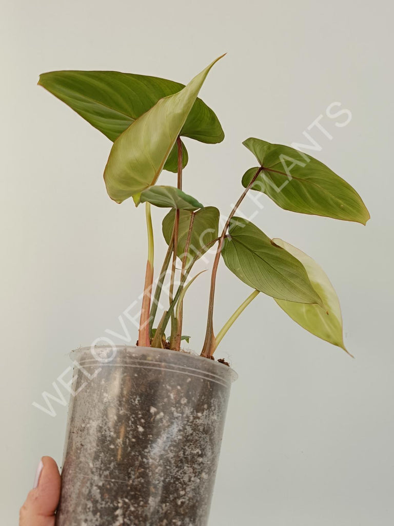 Philodendron gloriosum