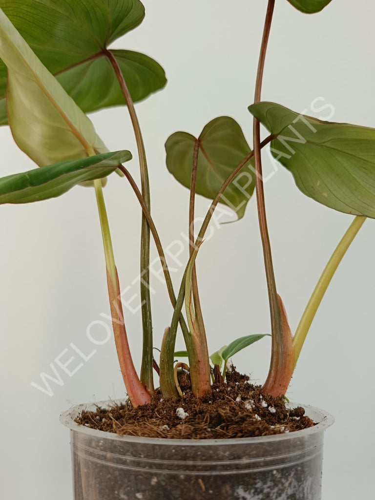 Philodendron gloriosum