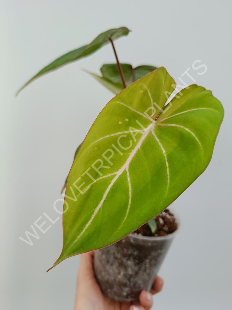 Philodendron gloriosum