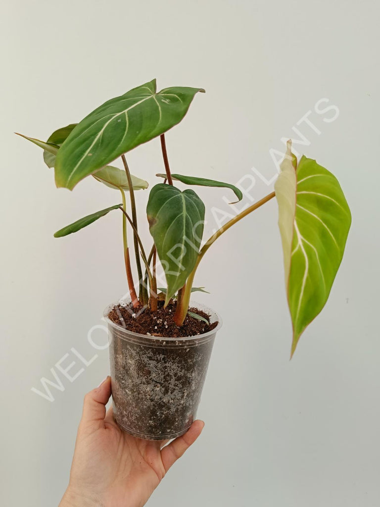 Philodendron gloriosum