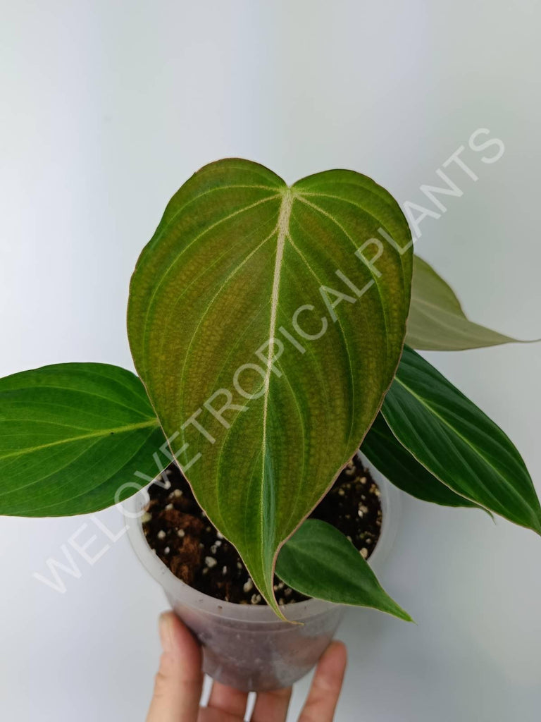 Philodendron gloriosum