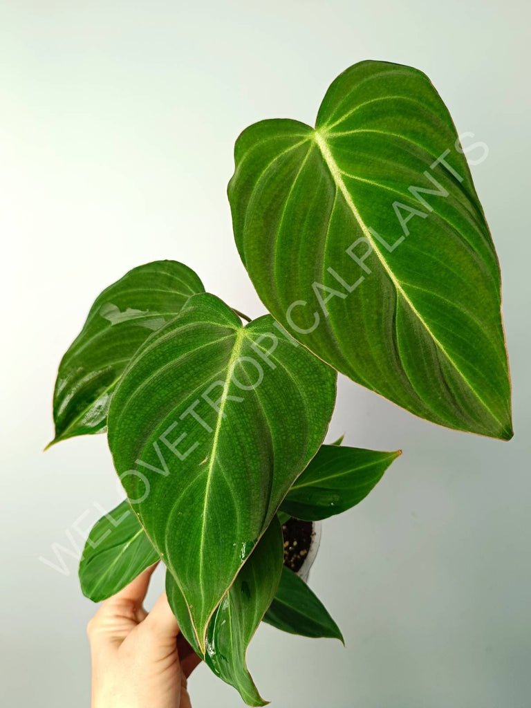 Philodendron gloriosum