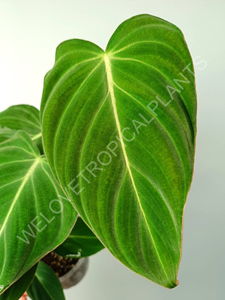 Philodendron gloriosum