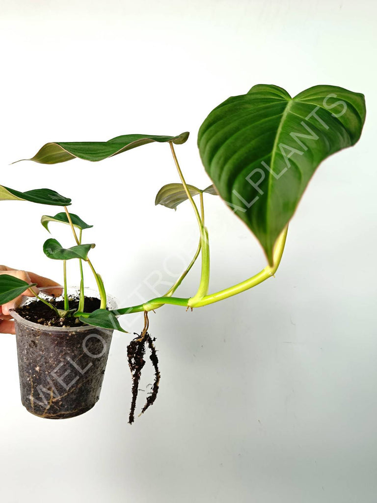 Philodendron gloriosum