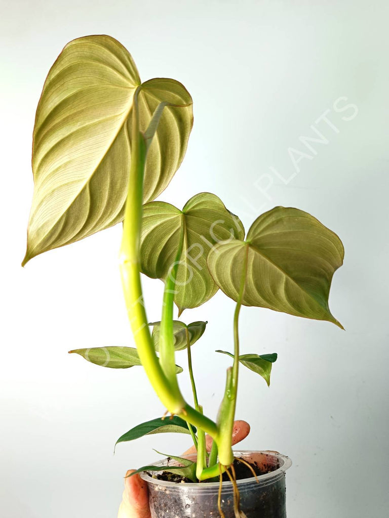 Philodendron gloriosum