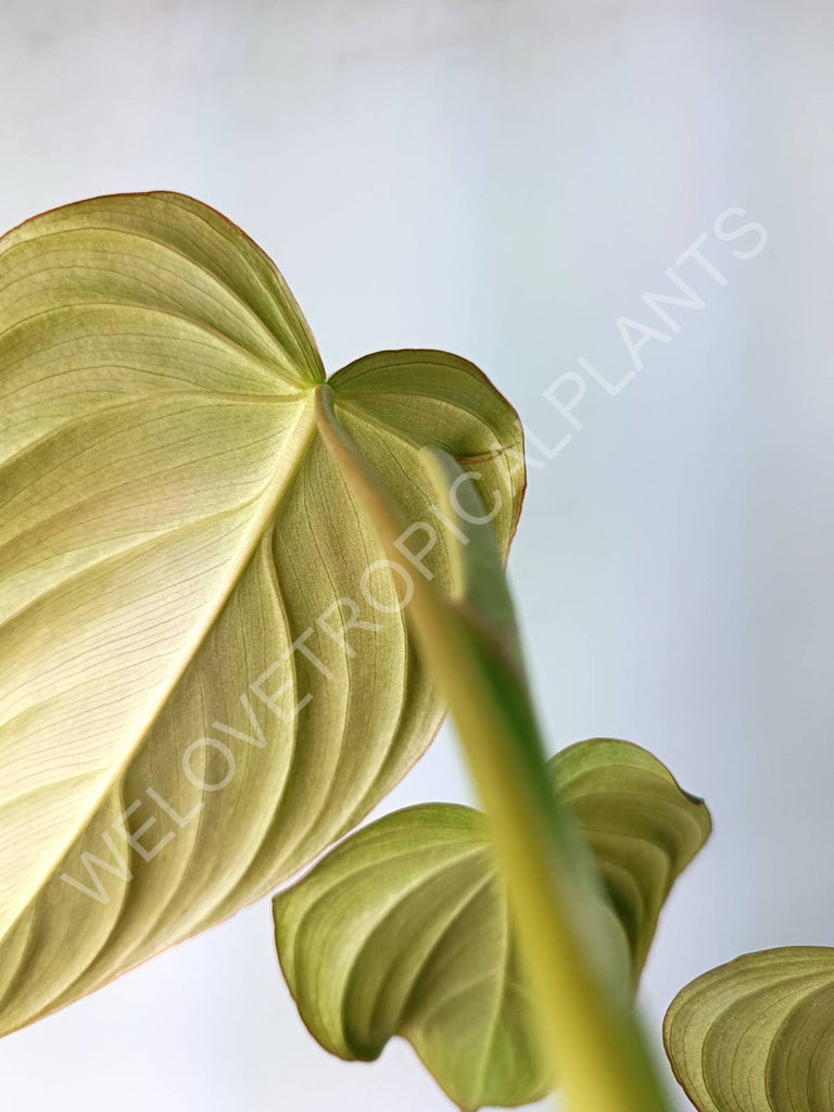 Philodendron gloriosum