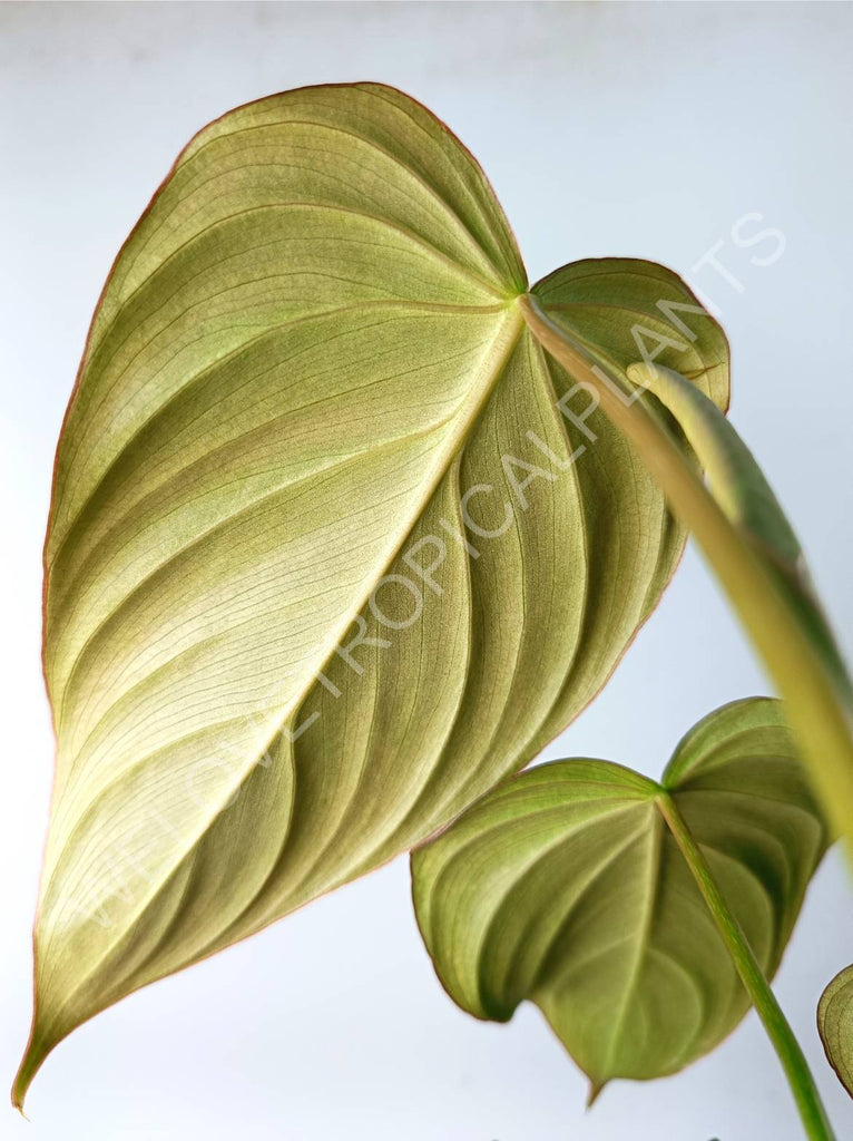 Philodendron gloriosum