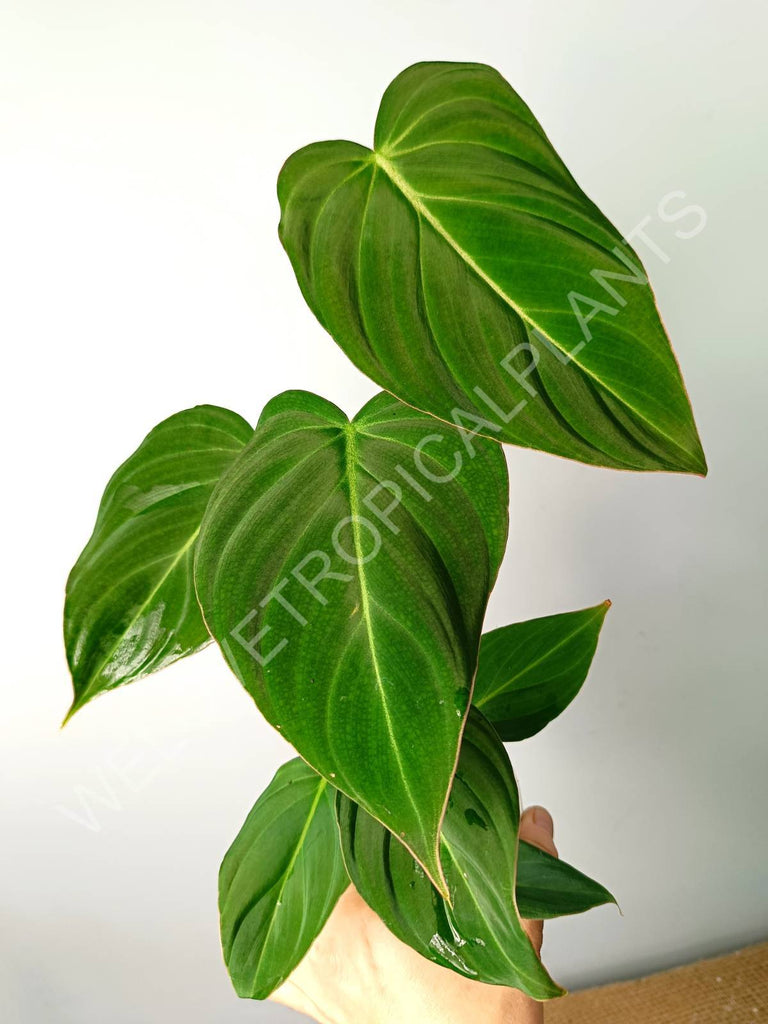 Philodendron gloriosum